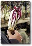 Radicchio Treviso